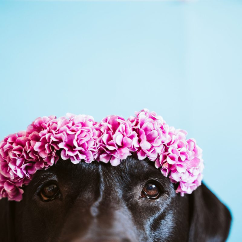 portrait of beautiful black labrador dog wearing a crown of flowers over blue background. Spring or summer concept