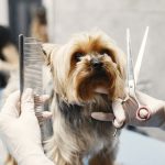 Haircut for dog breed Yorkshire Terrier